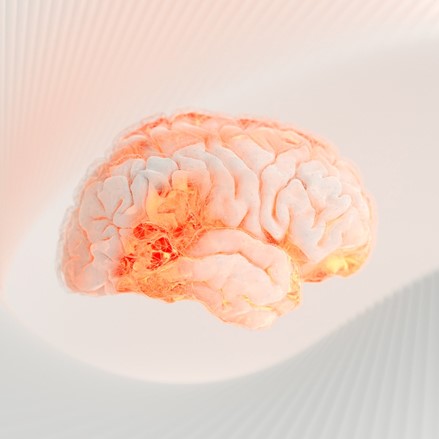 Human Brain